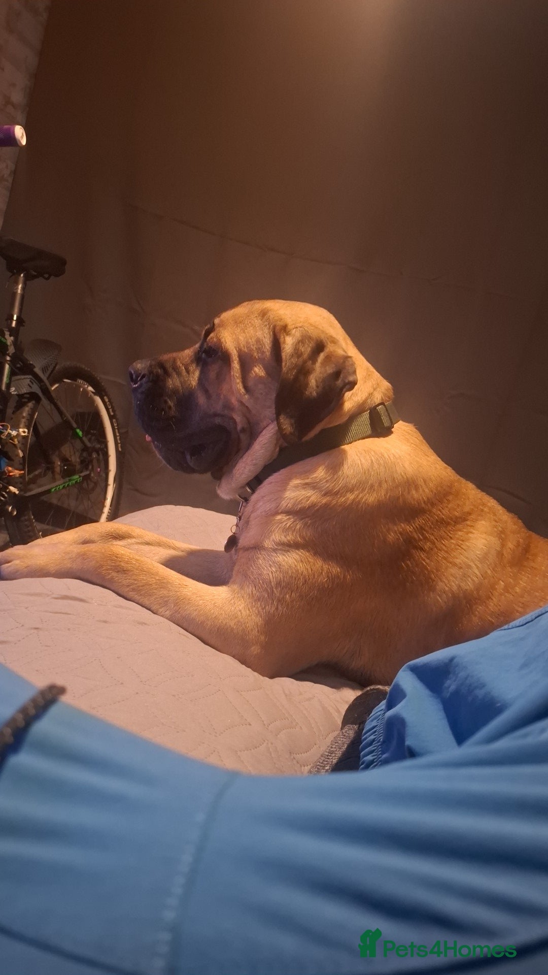Cane Corso dogs for sale: Cane corso  - Image 3