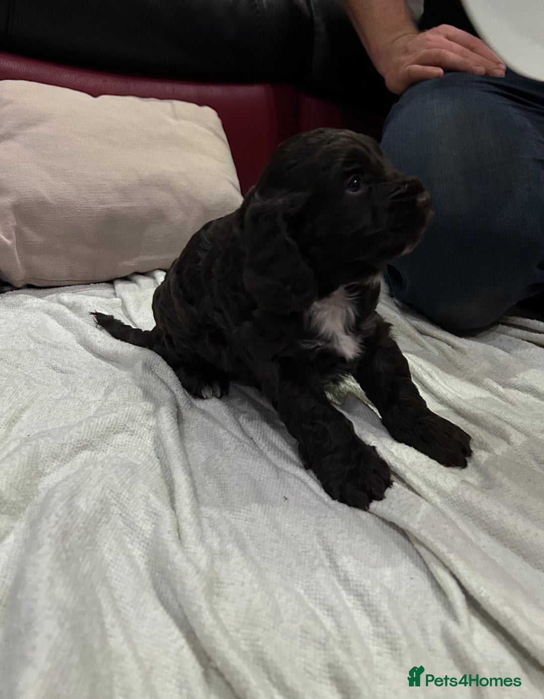 Cockapoo dogs for sale: Cockapoo male - Advert 6