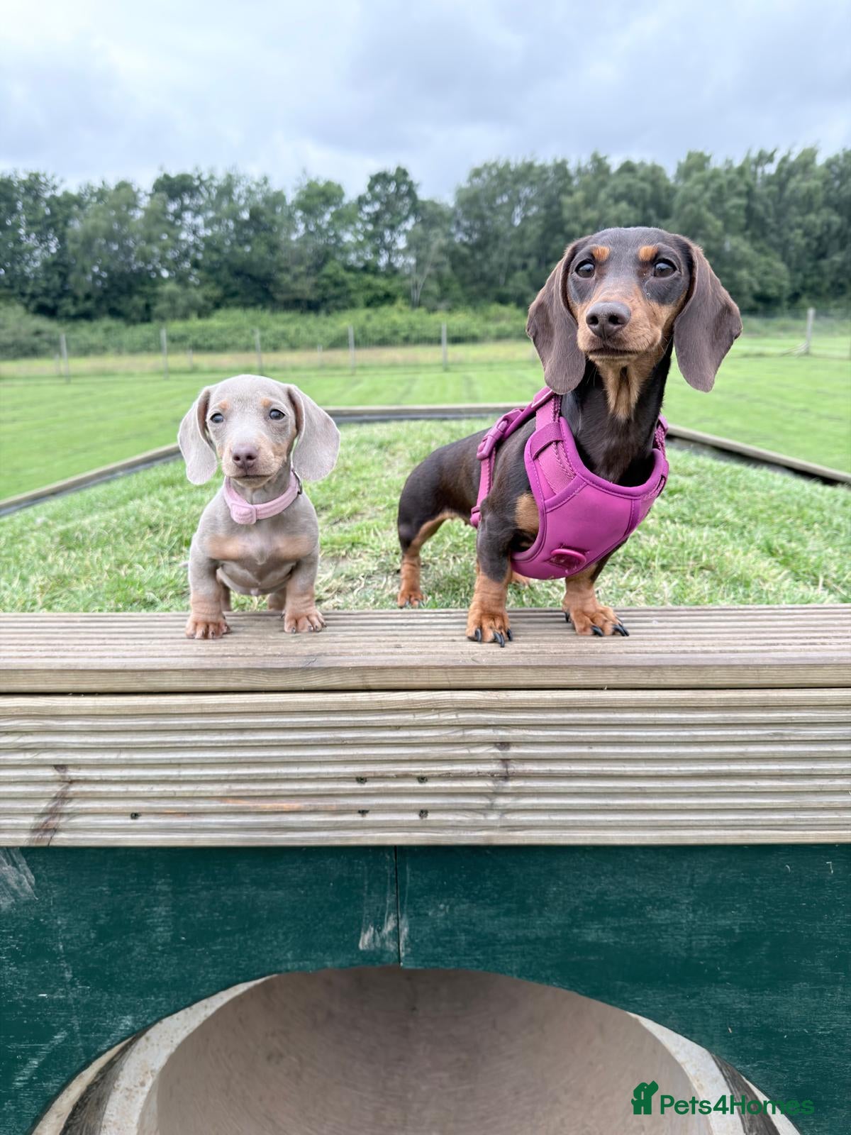 Miniature Dachshund dogs Miniature dachshund - Advert 1