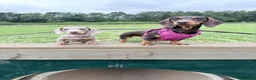 Miniature Dachshund dogs for sale: Miniature dachshund in Glasgow - Advert 1