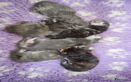 Maine Coon cats for sale: Fully health tested and Tica registered  in Great Missenden - Image 17