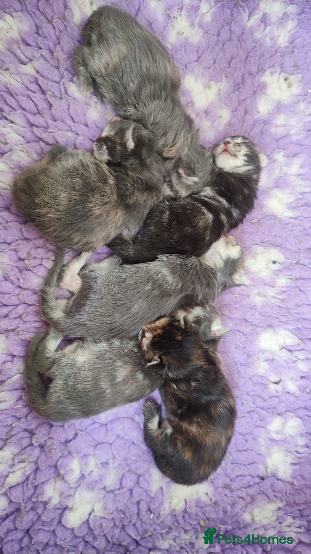 Maine Coon cats for sale: Fully health tested and Tica registered  in Great Missenden - Image 17