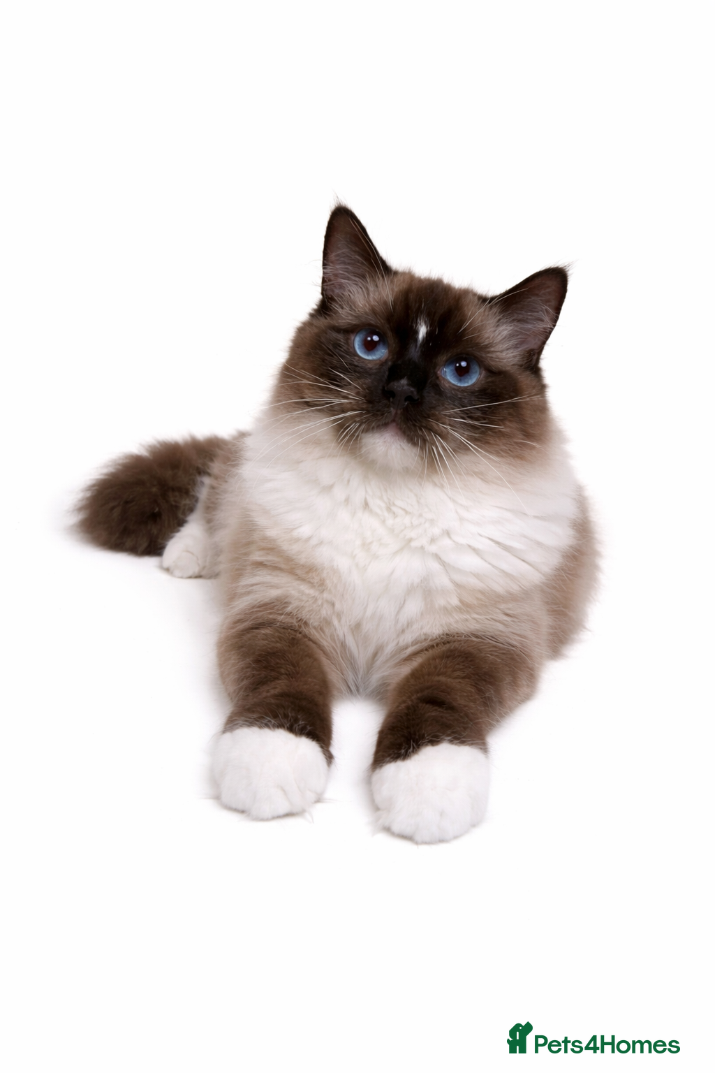 Ragdoll cats GCCF SEAL MITTED RAGDOLL STUD - Advert 2