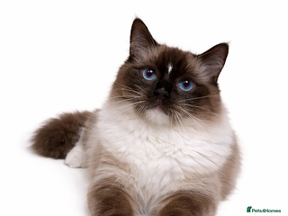 Ragdoll cats GCCF SEAL MITTED RAGDOLL STUD - Advert 2
