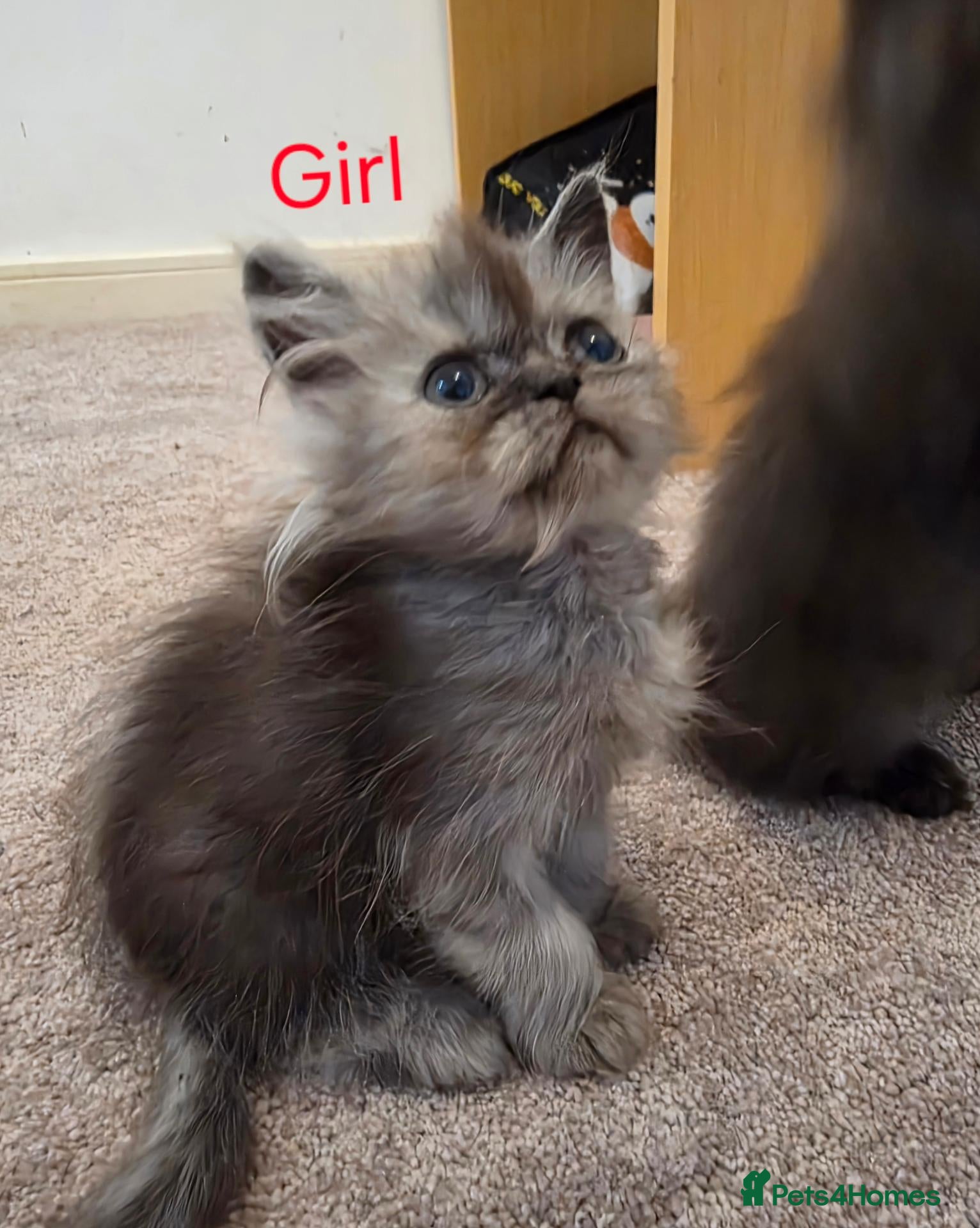 Persian cats 6 x silver shaded and black persian kittens - Advert 8