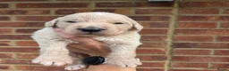 Goldendoodle dogs for sale: 🐾 Beautiful F1 Goldendoodle Puppies Available 🐾  - Advert 8