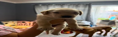 Labrador Retriever 3