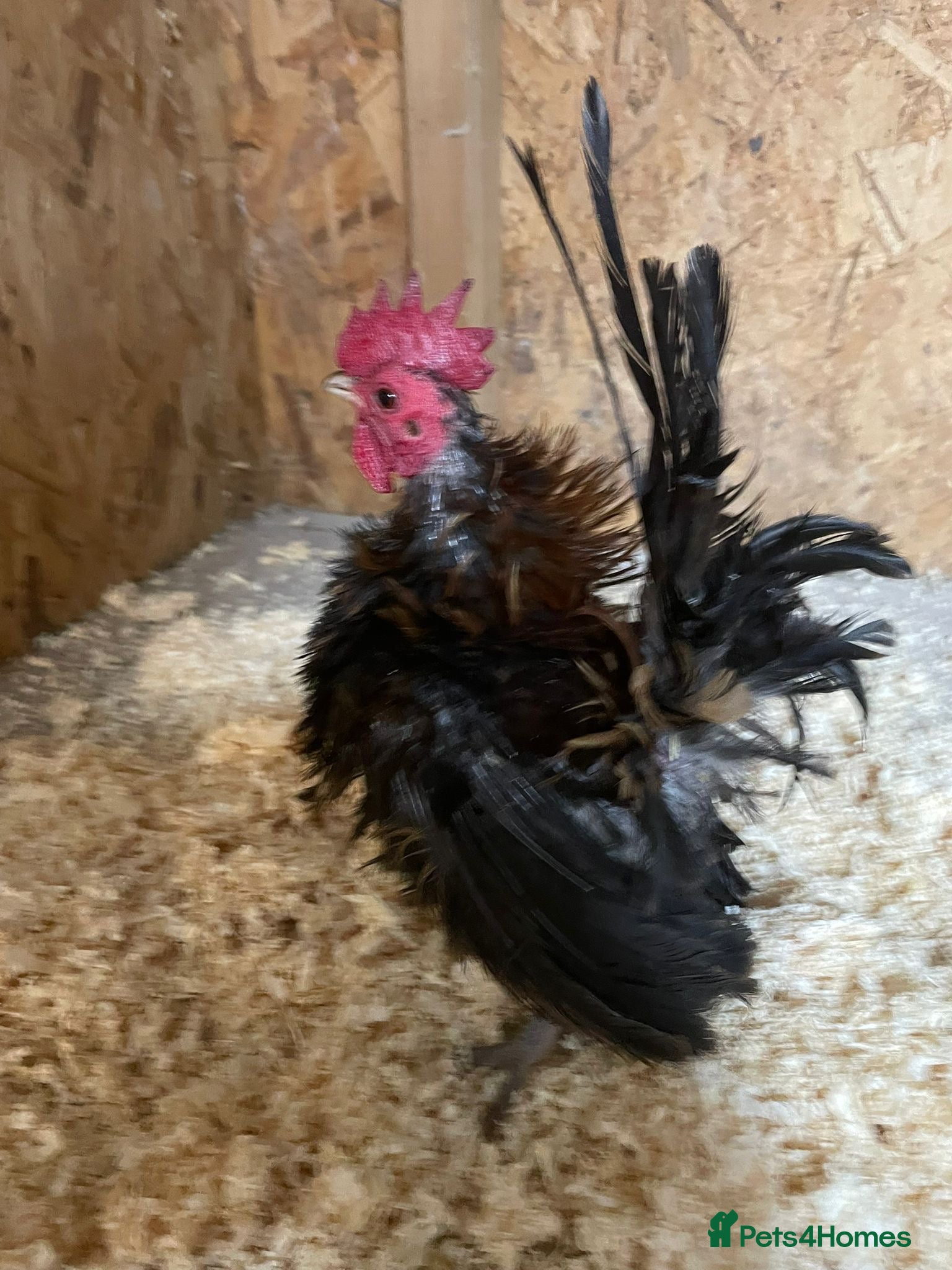 Chickens poultry Seramas  - Advert 5