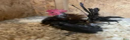 Chickens poultry for sale: Seramas  - Advert 3