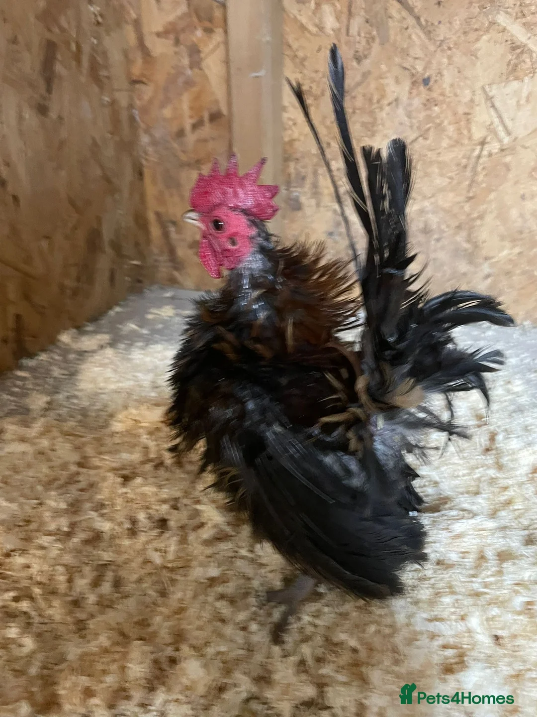Chickens poultry for sale: Seramas  - Advert 2