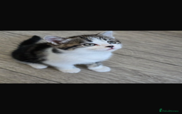Bengal cats for sale: KITTENS READY TO GO!!!💓🐈🏡 - Image 9