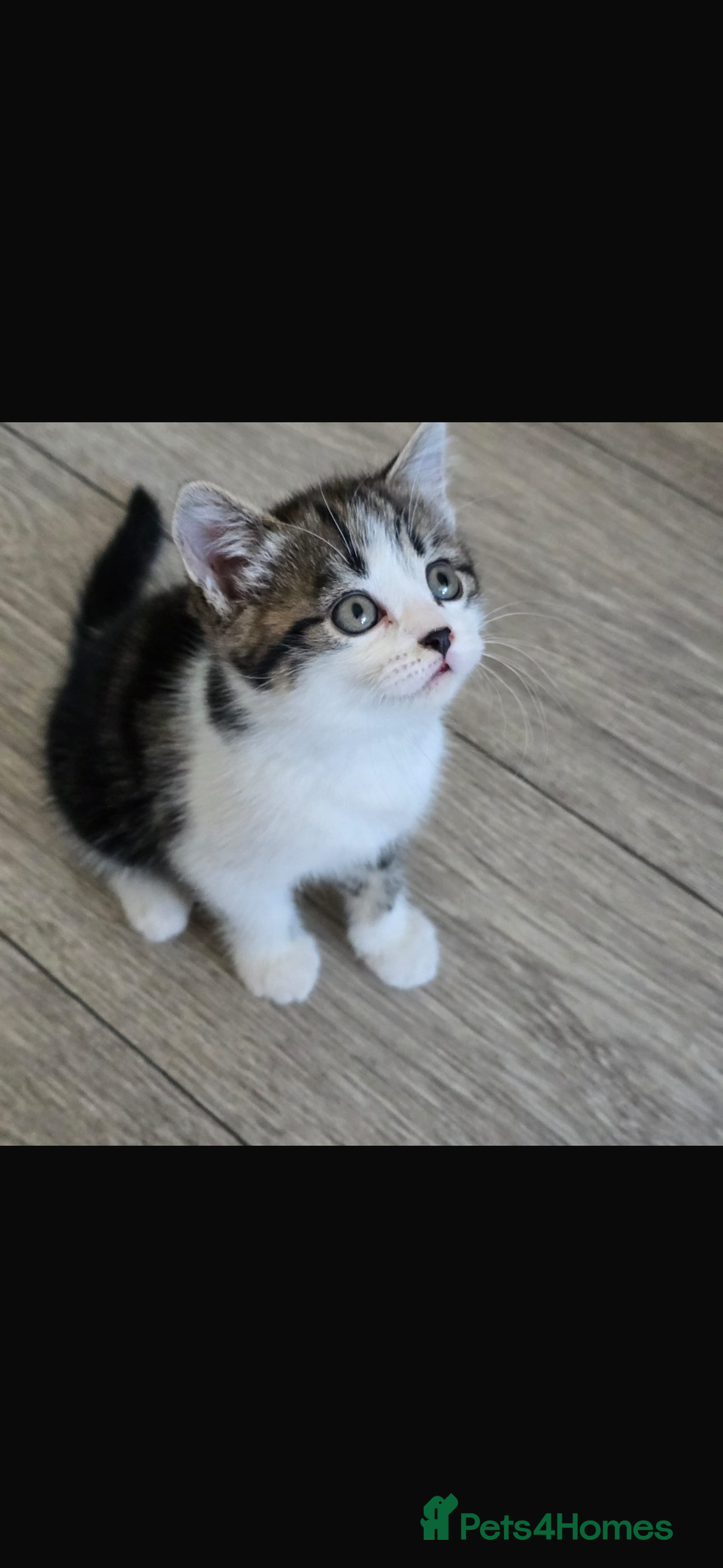 Bengal cats for sale: KITTENS READY TO GO!!!💓🐈🏡 - Image 9