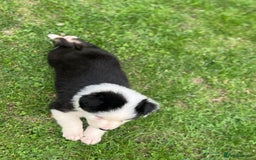 Australian Shepherd dogs for sale: 2 KC registered puppies remaining! Price drop  - Image 14