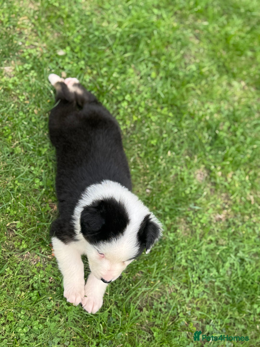 Australian Shepherd dogs for sale: 2 KC registered puppies remaining! Price drop  - Image 14