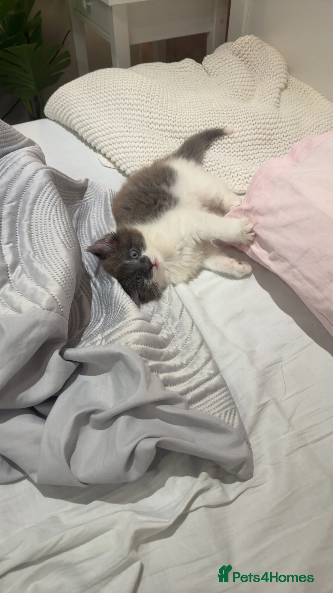 Mixed Breed cats for sale: domestic longhair kitten🐱 - Advert 5