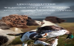 English Springer Spaniel dogs for sale: EXCITING UPCOMING WILDNOOK ESS LITTER - Image 1