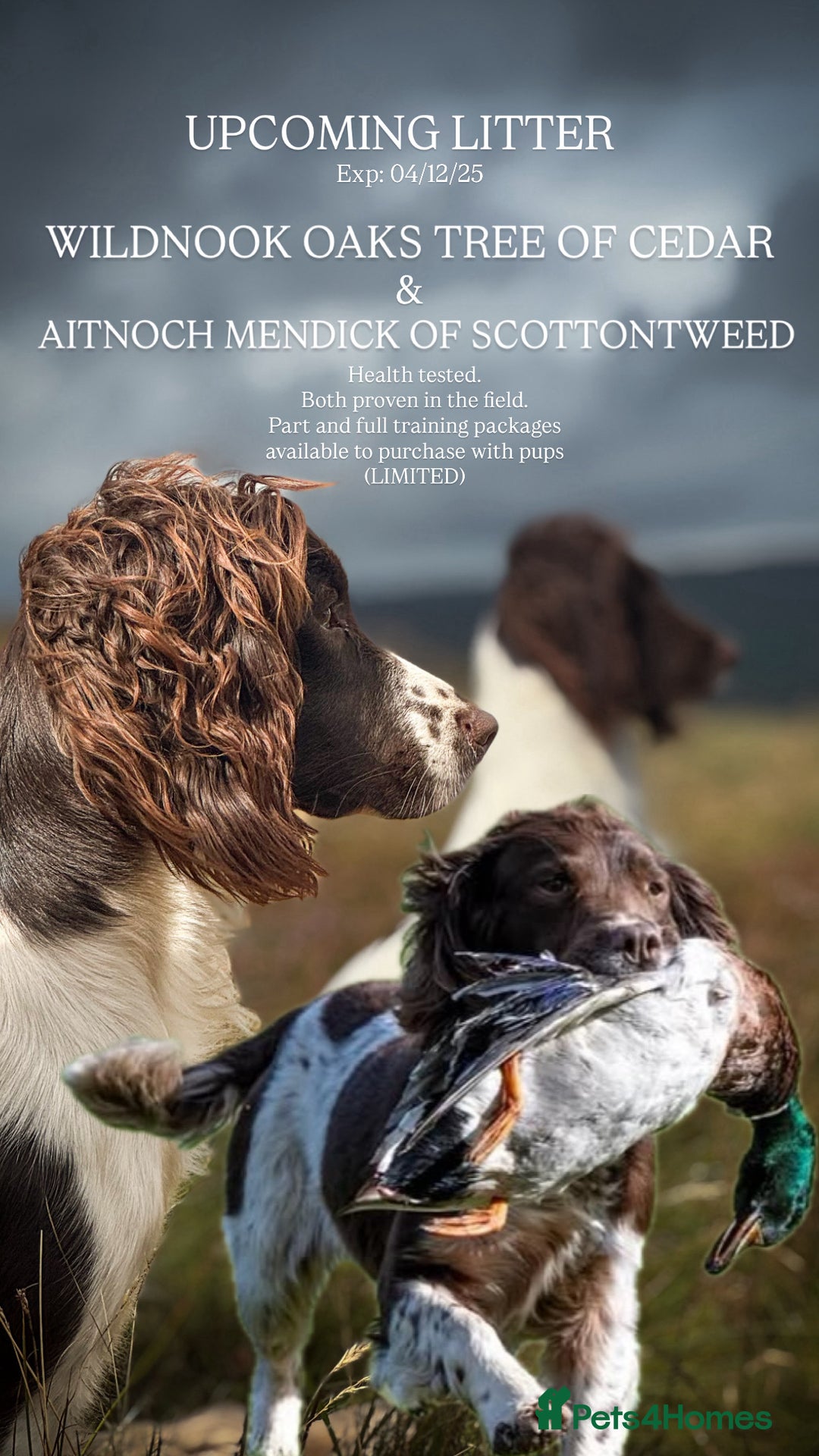 English Springer Spaniel dogs for sale: EXCITING UPCOMING WILDNOOK ESS LITTER - Image 1