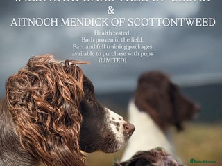 English Springer Spaniel dogs - Advert 1
