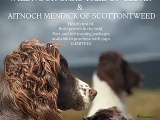 English Springer Spaniel dogs EXCITING UPCOMING WILDNOOK ESS LITTER - Advert 9