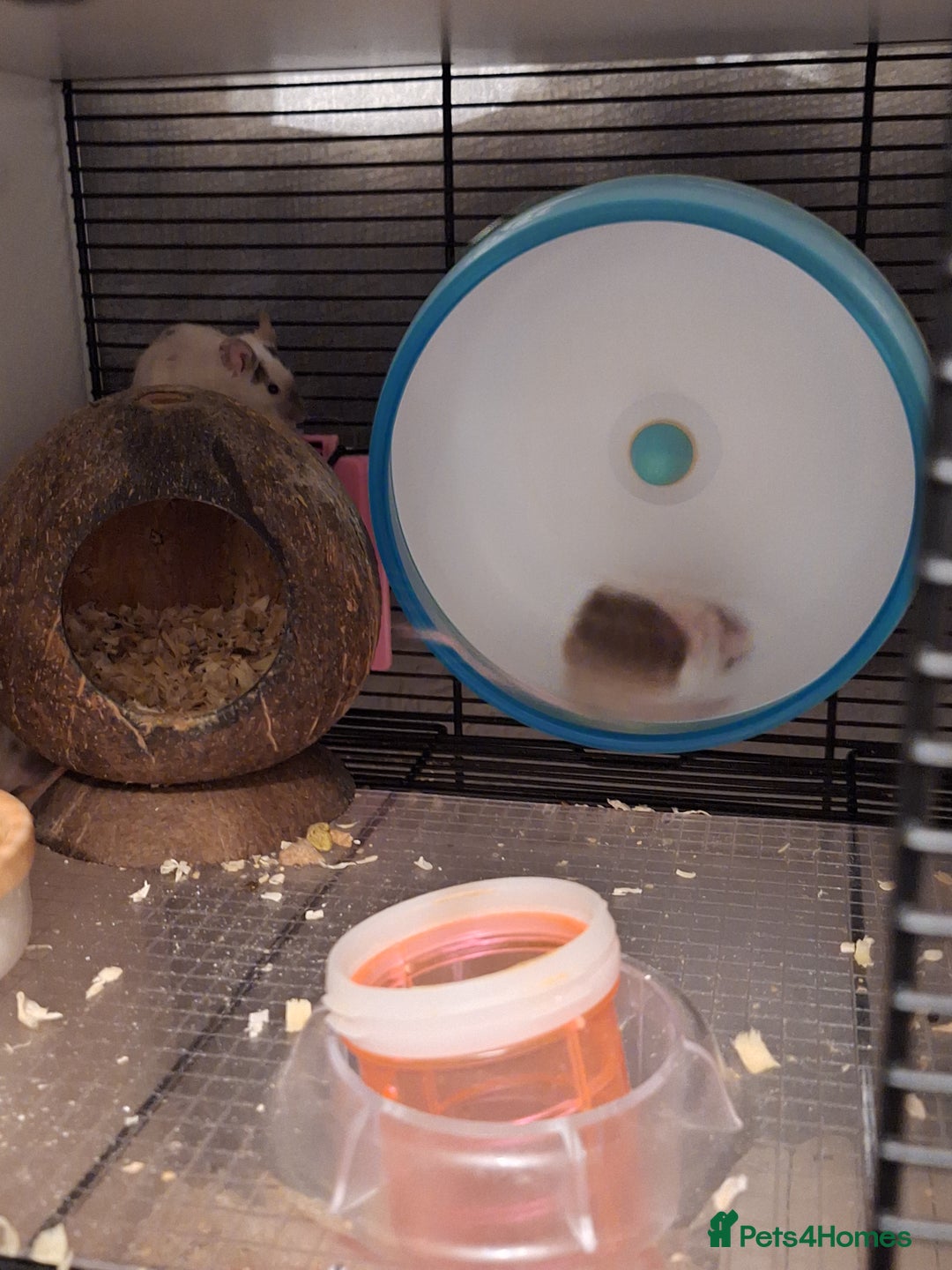 Mouse rodents for sale: 4 x female mice and cage  - Advert 4