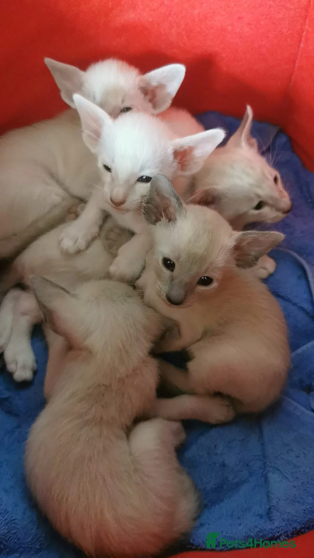 Siamese cats for sale: Siamese Kittens for sale - Advert 1
