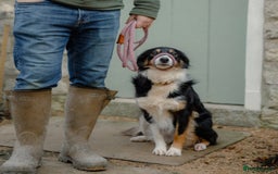 Border Collie dogs for sale: Adult Border Collie - for Permanent Home - Advert 4