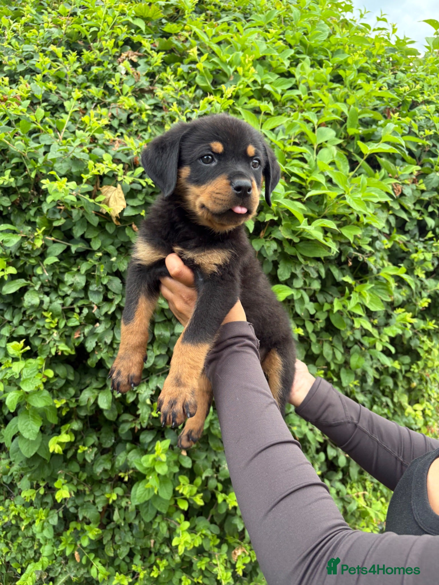 Rottweiler dogs KC Reg Rottweiler Puppies 🏆 (IMP bloodline) - Advert 1