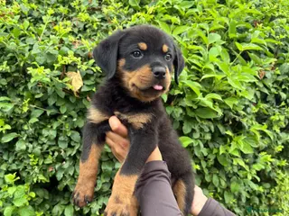 Rottweiler dogs KC Reg Rottweiler Puppies 🏆 (IMP bloodline) - Advert 1