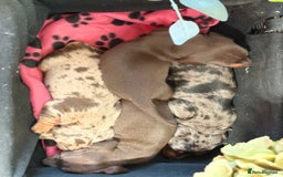 Miniature Dachshund dogs for sale: Miniature Daschund KC. PRA-OI-CRD-PRA-NCL - Image 20