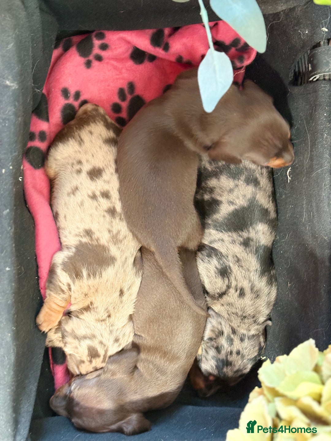 Miniature Dachshund dogs for sale: Miniature Daschund KC. PRA-OI-CRD-PRA-NCL - Image 20