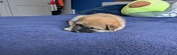 Japanese Shiba Inu dogs for sale: Lovely Shiba Inu Puppies, Ready for home late Aug in Corby - Advert 15