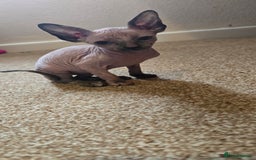Sphynx cats for sale: Female sphynx kitten - Image 3