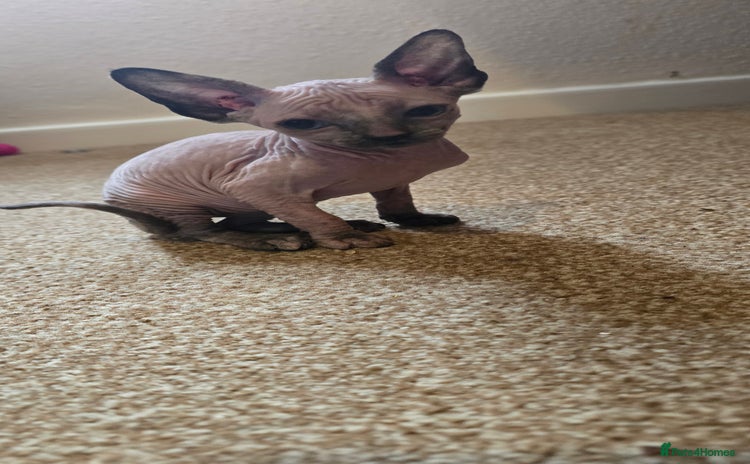 Sphynx cats - Advert 2