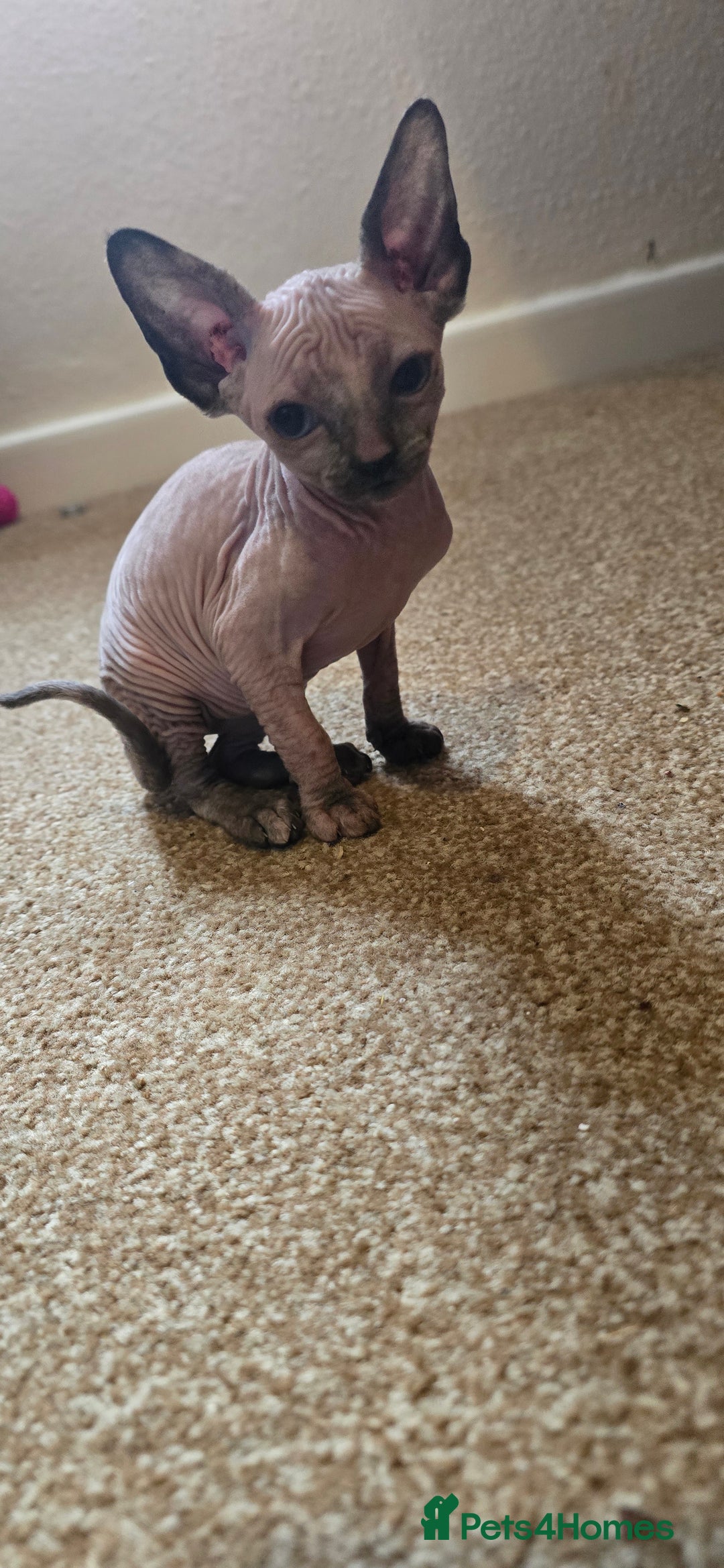 Sphynx cats for sale: Female sphynx kitten - Image 3