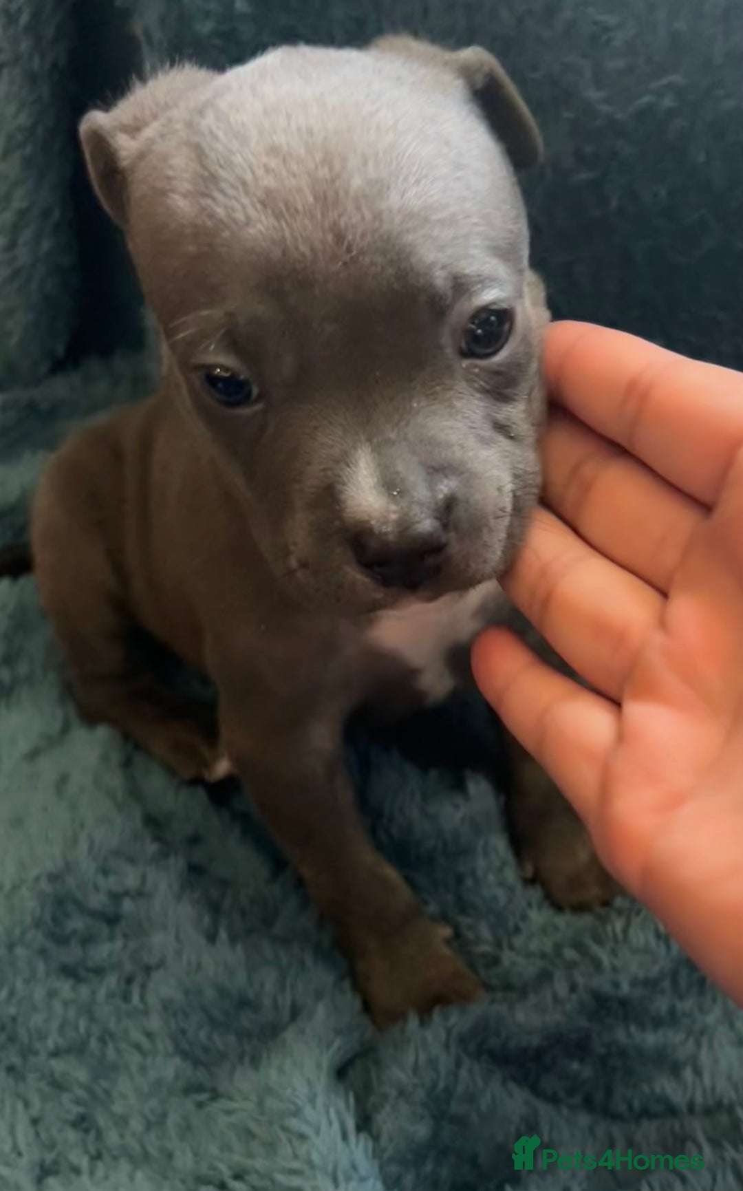 Mixed Breed dogs for sale: Beautiful chunky bully cross staffy pups tri /fawn - Image 36