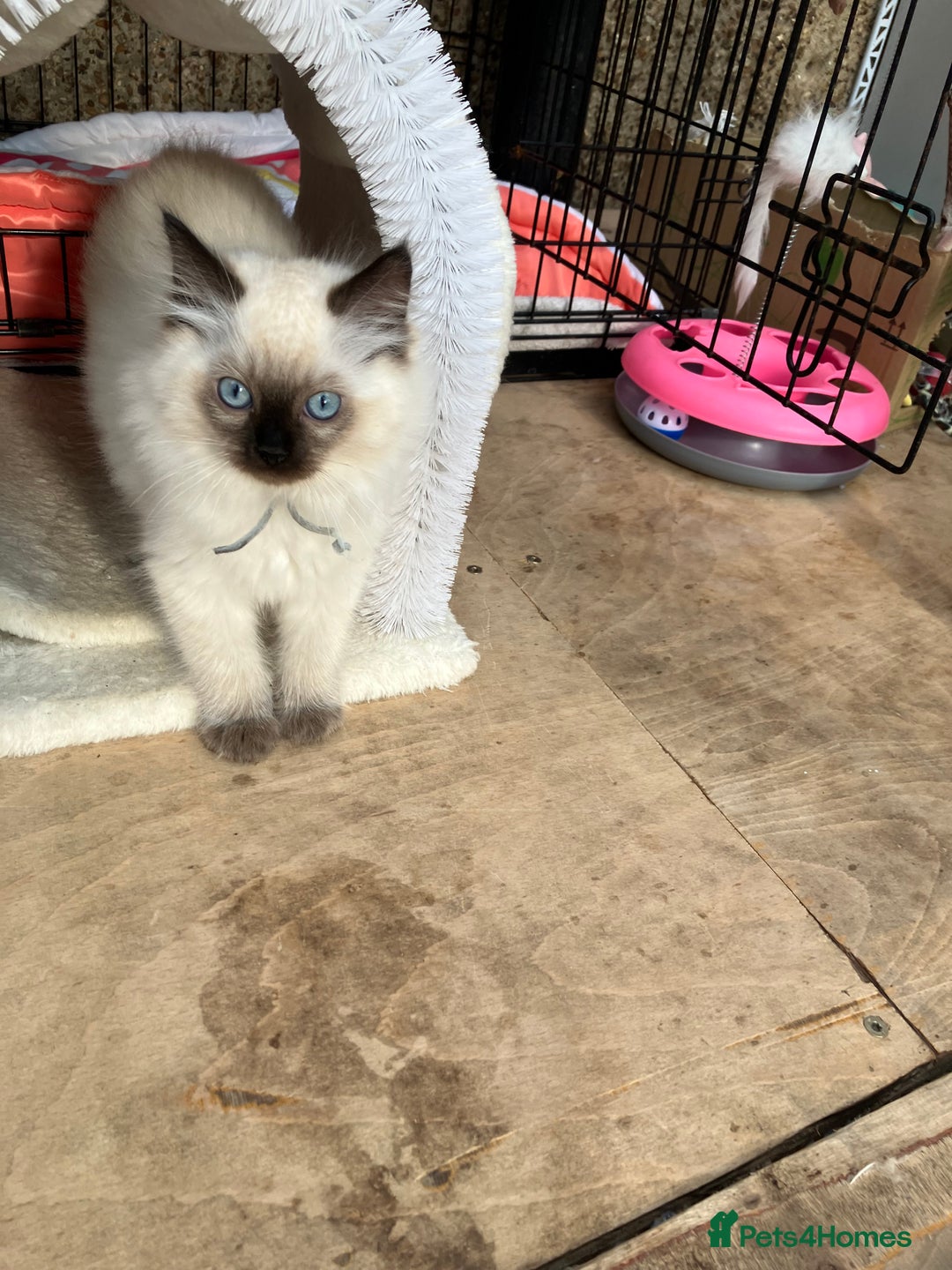Ragdoll cats for sale: Pure breed ragdolls - Image 11
