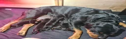 Rottweiler dogs for sale: German rottweiler puppies  in Birmingham - Advert 7