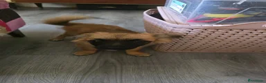 Chihuahua Puppy 1