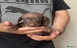Miniature Dachshund dogs for sale: Beautiful Miniature Dachshund Puppies - Ready NOW - Image 4