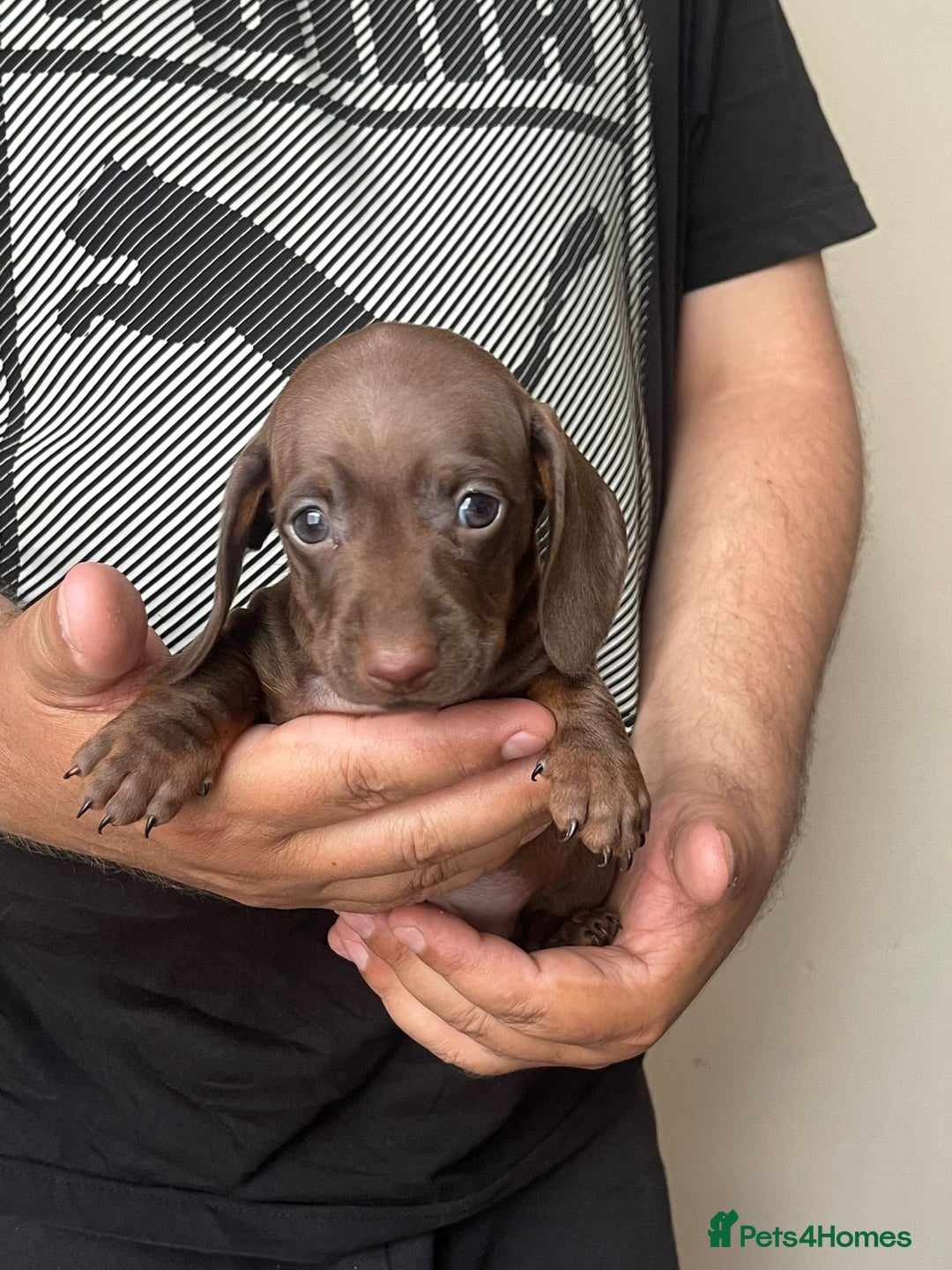 Miniature Dachshund dogs for sale: Beautiful Miniature Dachshund Puppies - Ready NOW - Image 4