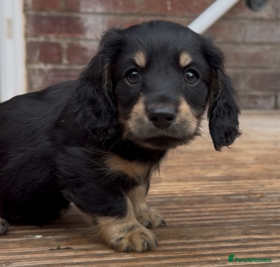 Miniature Dachshund dogs Miniature Dachsund puppies - Advert 7