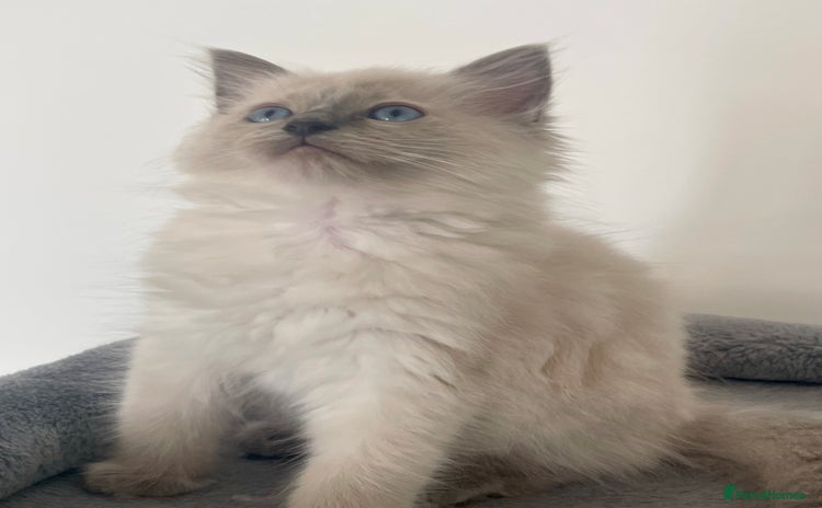 Ragdoll cats - Advert 4