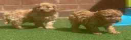 Cavapoo dogs for sale: One Male ready to leave now   - Advert 6