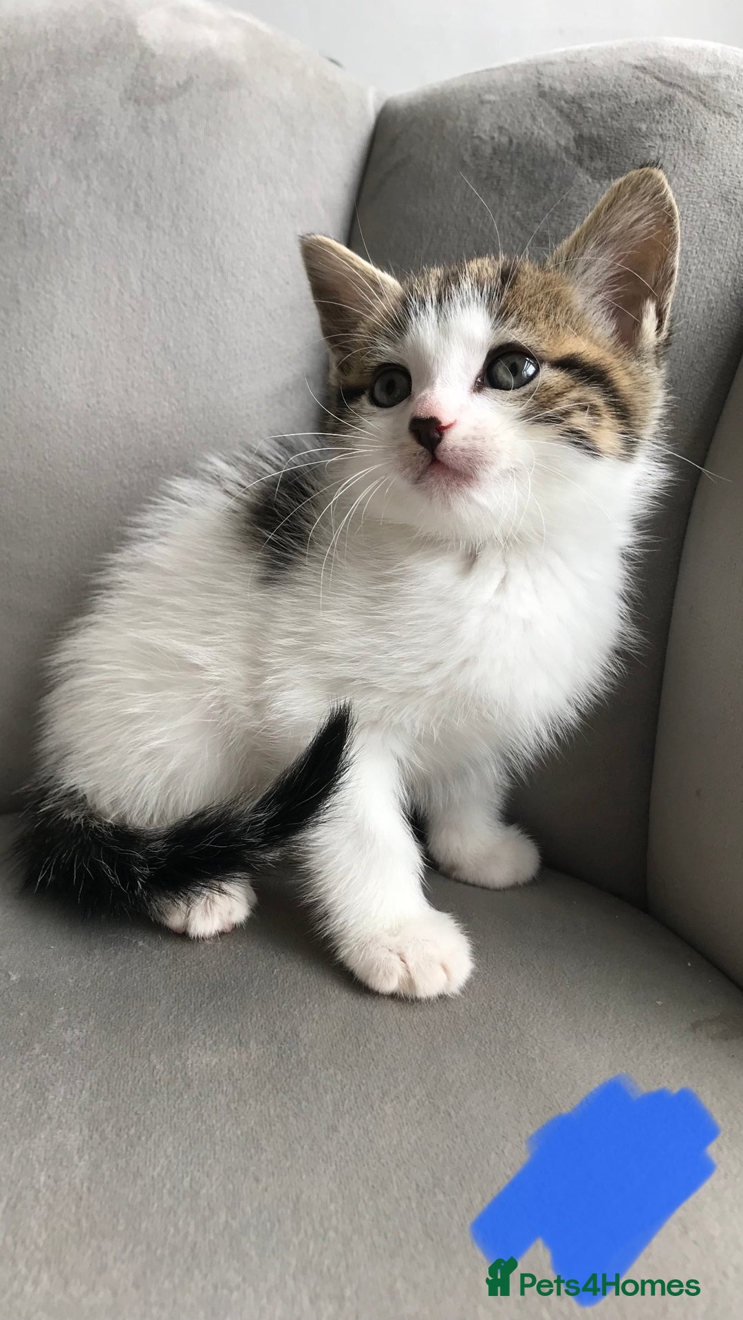 Mixed Breed cats for sale: 4 beautiful babies looking for their forever homes - Image 4