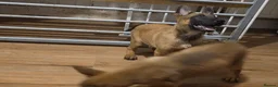 Belgian Shepherd Dog dogs for sale: Belgian Malinois Puppies for Sale- 11 weeks old - Advert 10