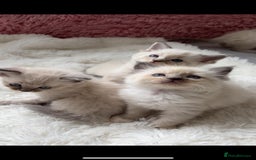 Ragdoll cats for sale: ✨ Blue pointed Ragdoll Kittens – Ready Soon ✨ - Image 6