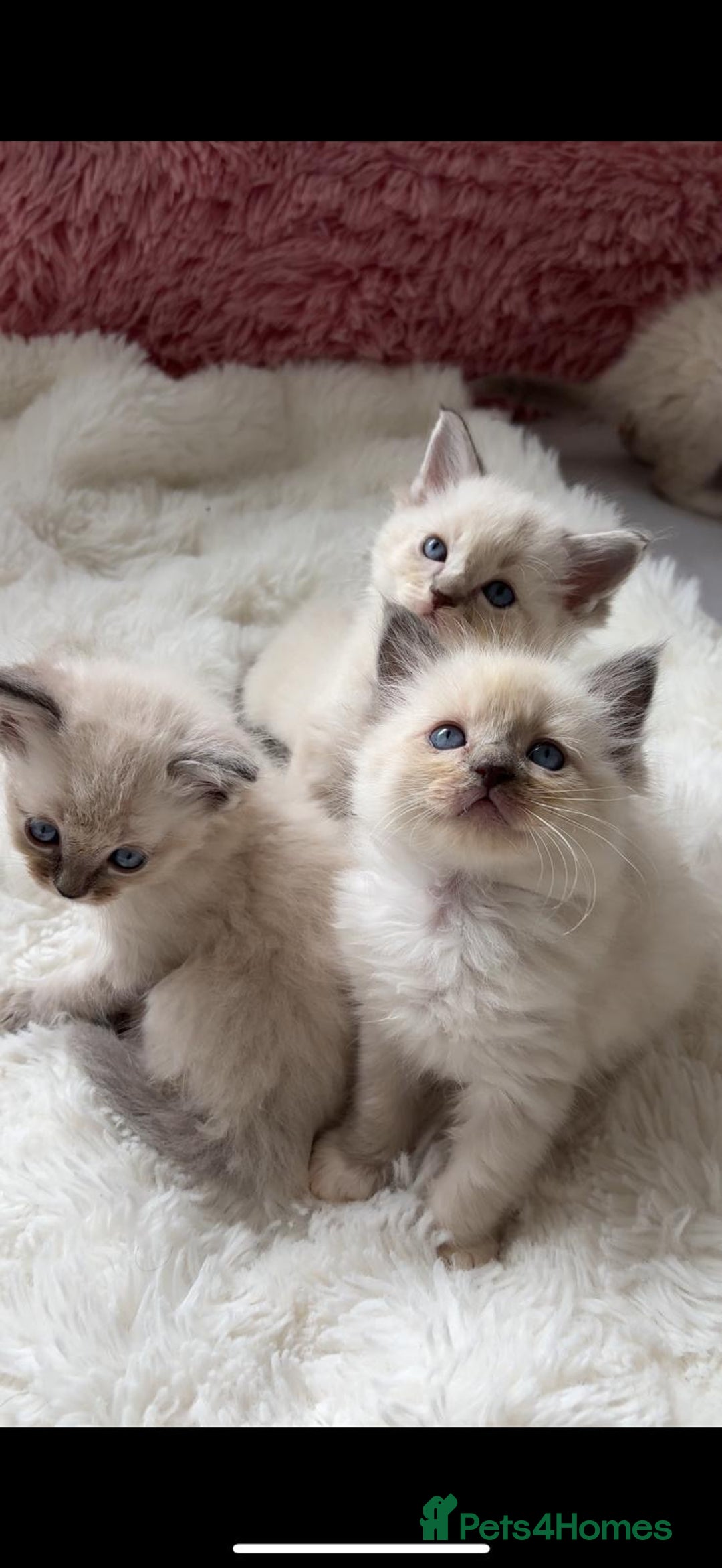 Ragdoll cats for sale: ✨ Blue pointed Ragdoll Kittens – Ready Soon ✨ - Image 6