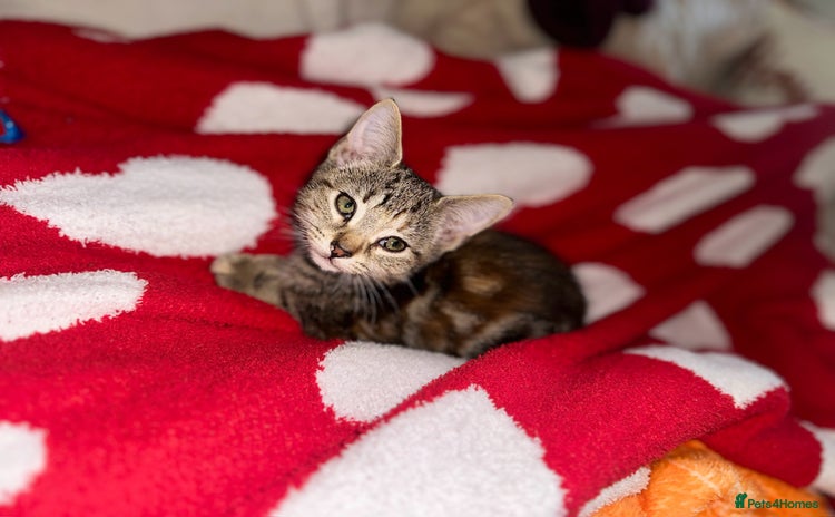 Mixed Breed cats - Advert 2