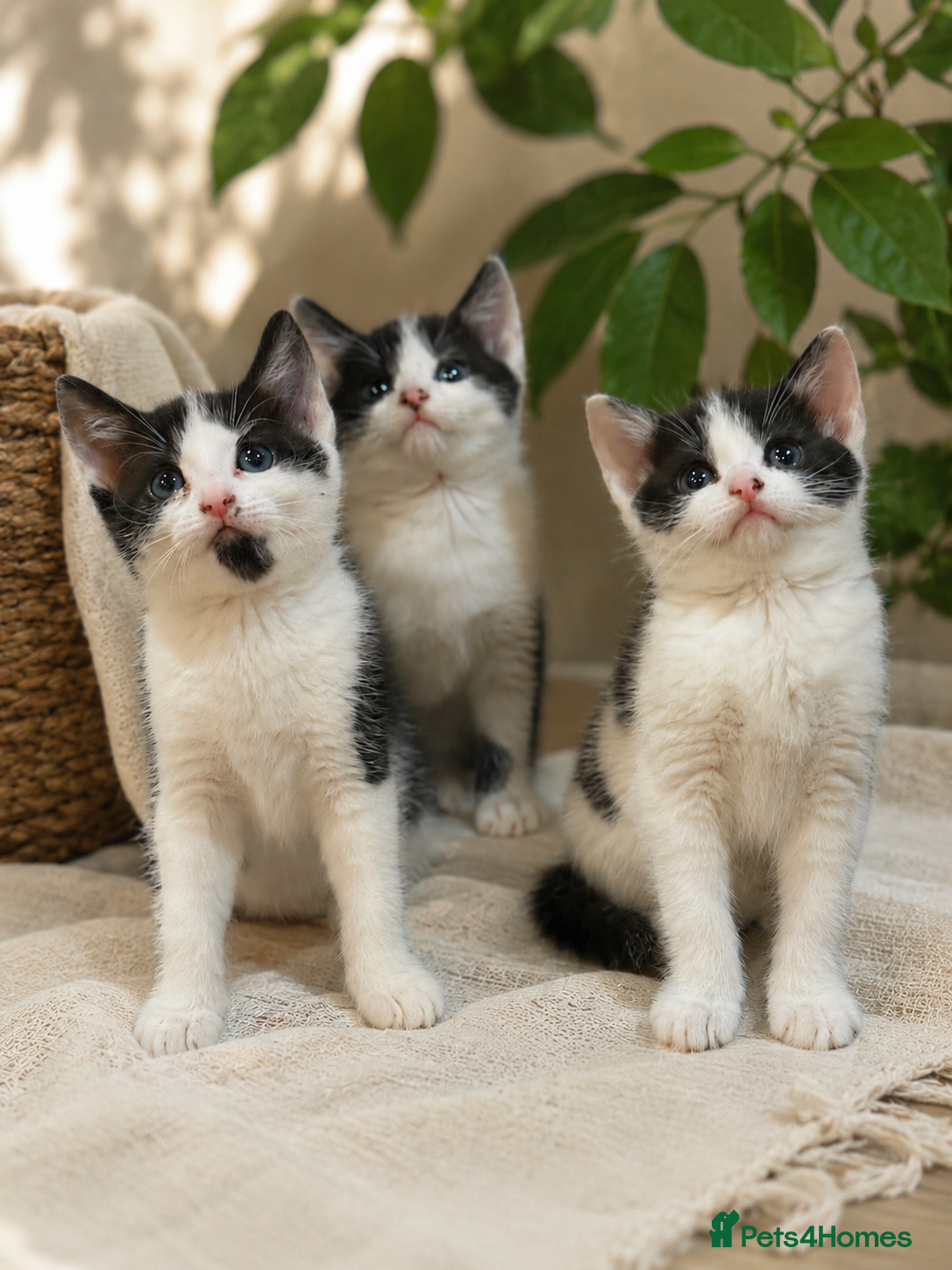Mixed Breed cats 3 sweet kittens  - Advert 11