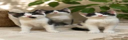 Mixed Breed cats for sale: 3 sweet kittens  - Advert 1